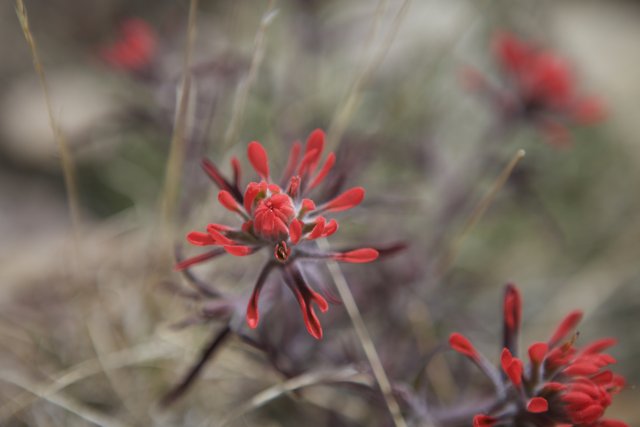 Red Geranium Flower with Black Petals