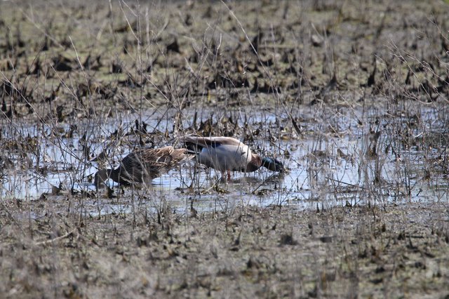 Northern Shoveler Pair Foraging in Shallow Wetland Waters