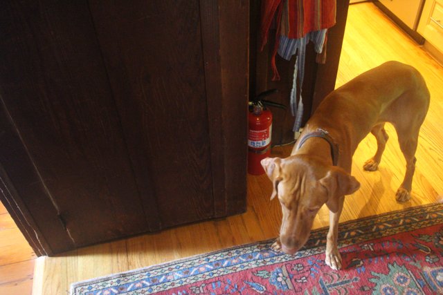 Curious Canine Sniffs Hardwood Flooring