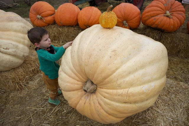 Pumpkin Patch Wonder