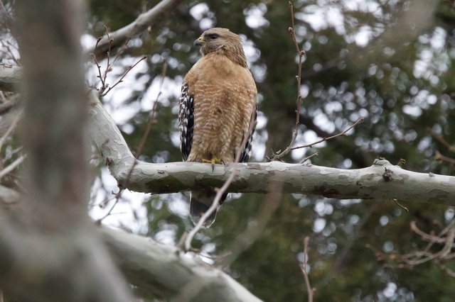 Red-Shouldered Hawk Perched on Winter Branch
