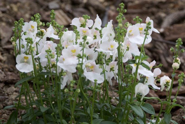 Spring Symphony in White