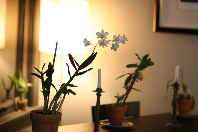 Floral Ikebana Arrangement