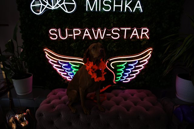 Miskka, the Trendy Pup