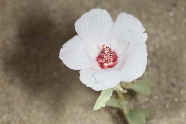 White Geranium Flower with Red Petals