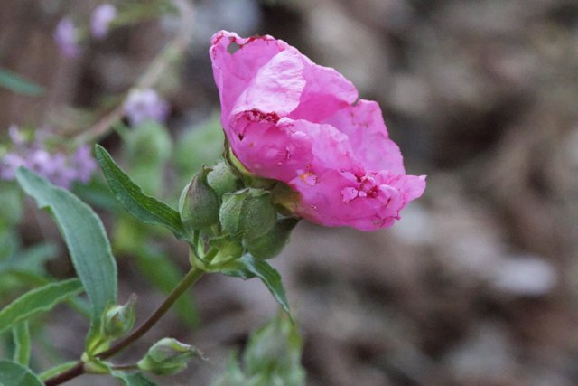 Blooming Elegance