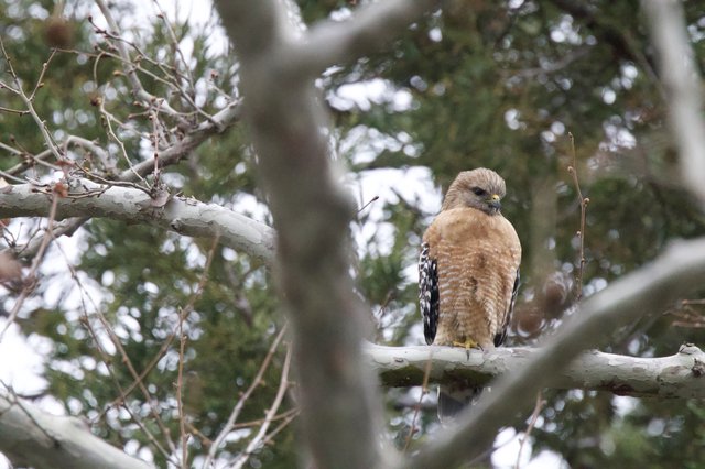 Red-Shouldered Hawk Perched in Winter Forest