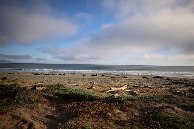 Tranquil Coastal Scene at Drakes Beach with Elephant Seals