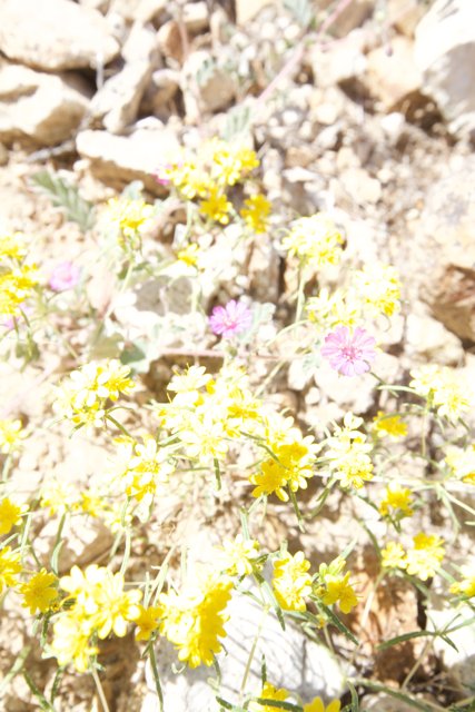 Sunny Daisy in the Desert