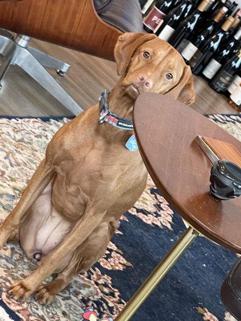 The Elegant Vizsla and The Plywood Dining Table