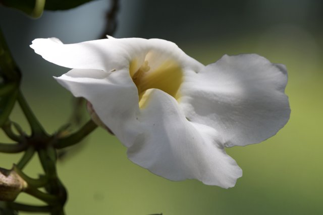 Elegance in Bloom: A Serene Lily at Honolulu Zoo