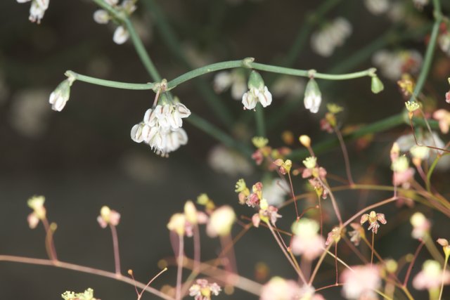 Geranium Bud Blossoming