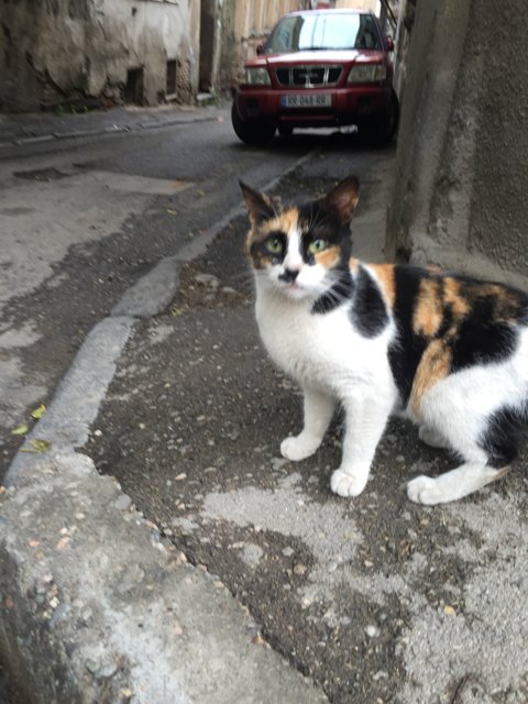 Curious Calico on the City Sidewalk