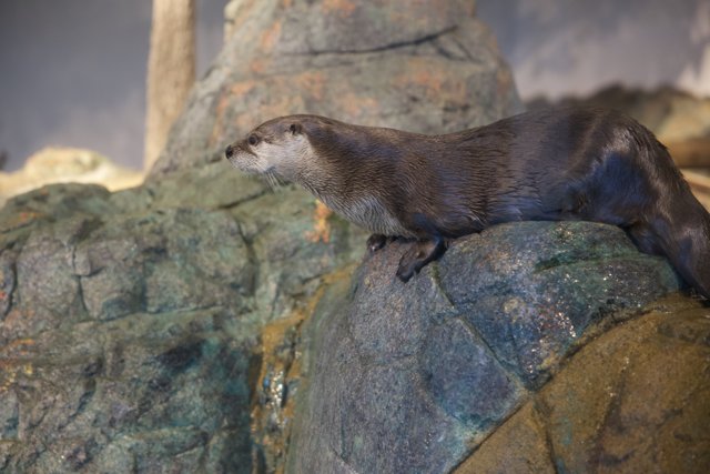 Otterly Adorable: Stand Tall