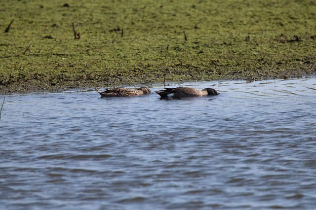 Pair of Northern Shoveler Ducks Resting in Wetland Water
