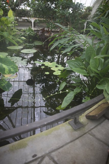 Tranquil Pond, Golden Gate Park's Floral Conservatory