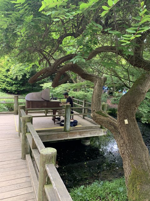 Piano Serenade on the Park Bridge