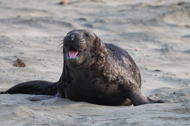 Elephant Seal Pup Vocalizing on Sandy Beach