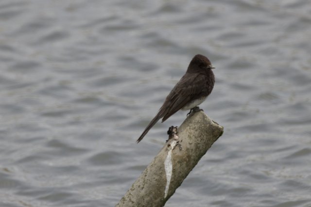 Contemplative Blackbird by the Bay
