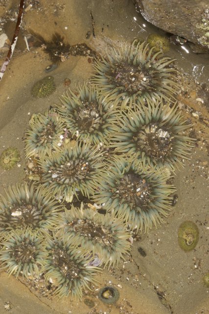 Sea Urchin Party