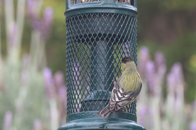 Lesser Goldfinch Perched at Backyard Bird Feeder