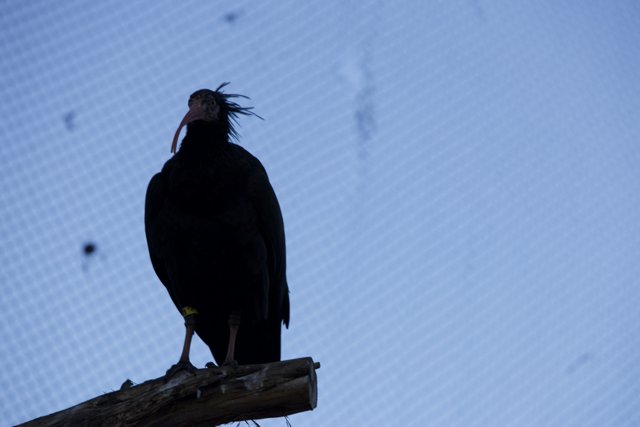 Majestic Blackwing Visitor at SF Zoo