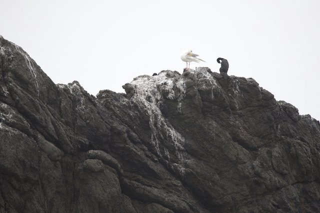 Seagull and Cormorant Perched on Rocky Sea Cliff