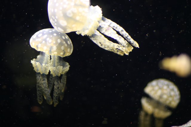 Graceful Jellyfish Dance