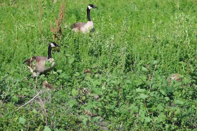 Canada Goose Family Foraging in Spring Wetland Grassland