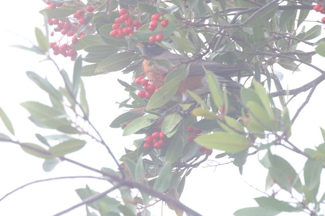 Robin Feeding on Red Berries in Winter