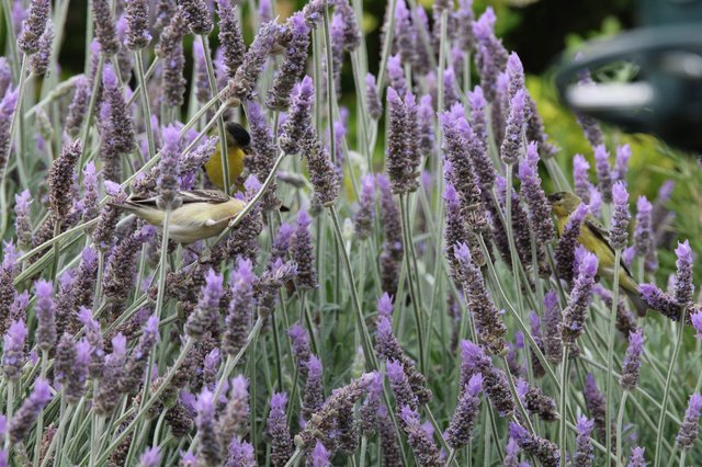 Small Bird Foraging Among Purple Lavender Flowers