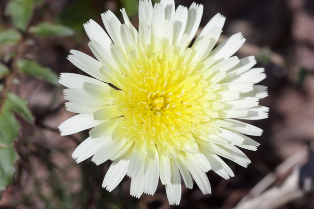 The Beautiful Daisy Flower