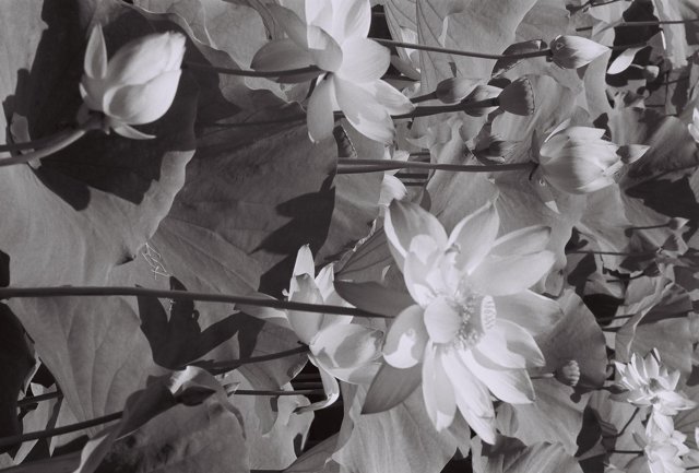 Lotus Blossoms in Black and White