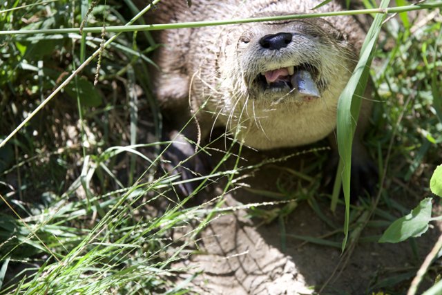 Curious Otter in the Wild