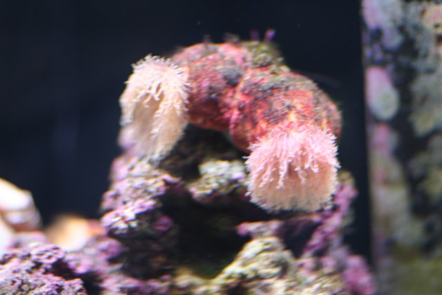 Pink Sea Anemone in a Coral Reef