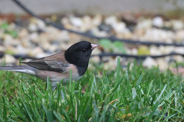 Dark-eyed Junco Foraging on Wet Lawn