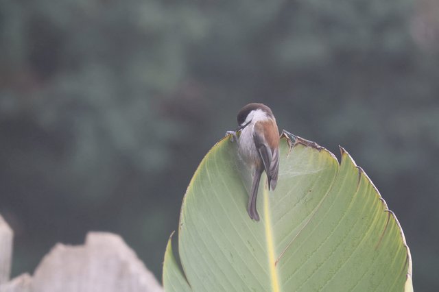 Small Bird Perched on Curled Banana Leaf Edge