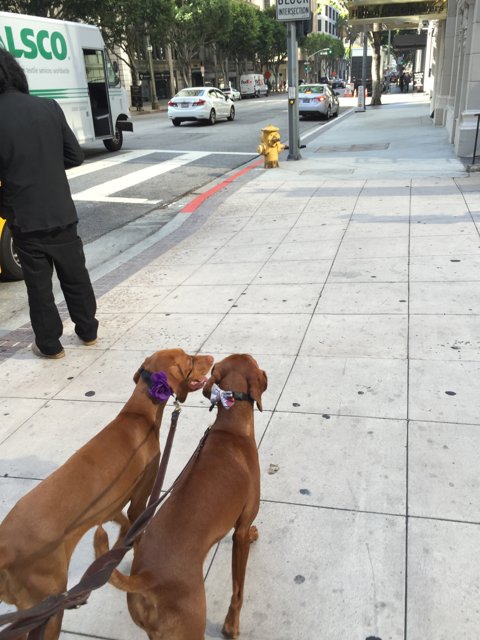 Two Dogs Enjoying a Walk in LA