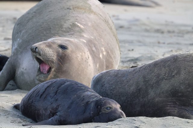 Elephant Seal Pup Yawning Among Colony at Drakes Beach