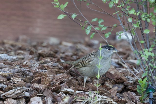 Serene Sparrow in Spring