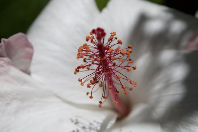 Nature's Soft Brushstrokes: Hibiscus at the Honolulu Zoo