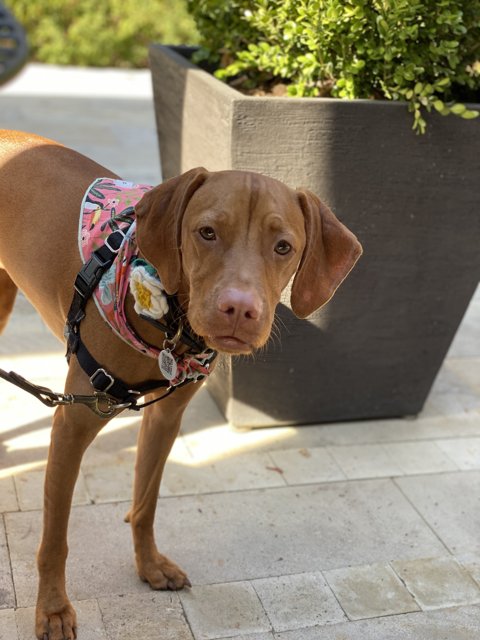 A Leashed Vizsla Out for a Stroll