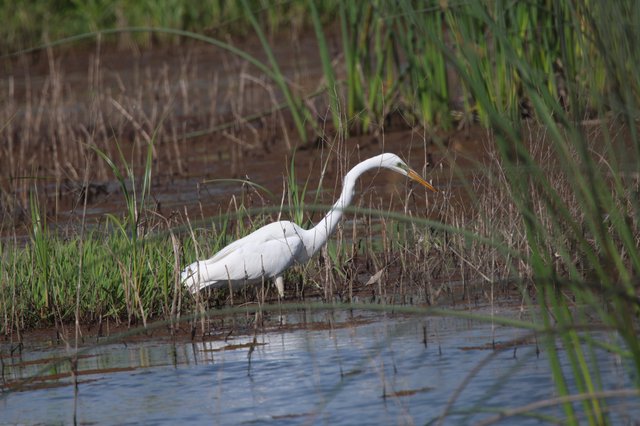Great Egret Hunting in Shallow Wetland Waters