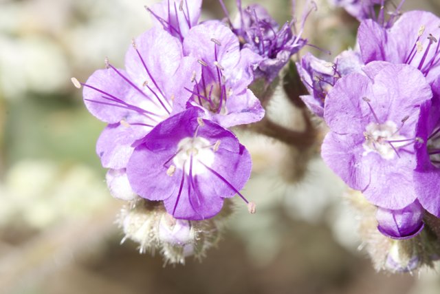 Purple Geraniums in the Desert