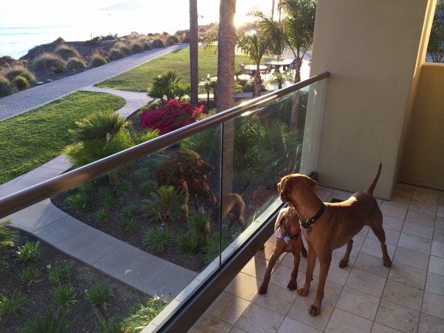 Canine Companions on a Summer Balcony