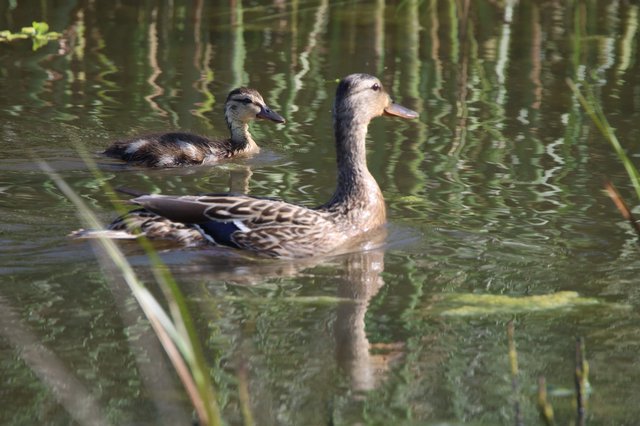 Female Mallard and Duckling Swimming in Wetland Reflections