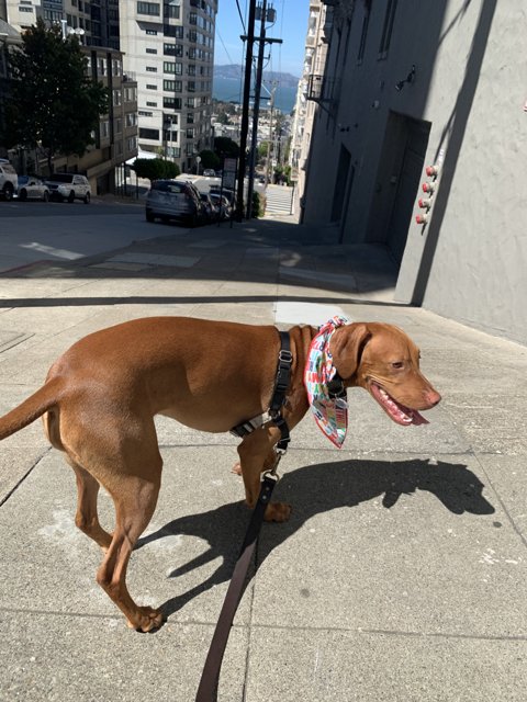Stylish Canine on the Sidewalk