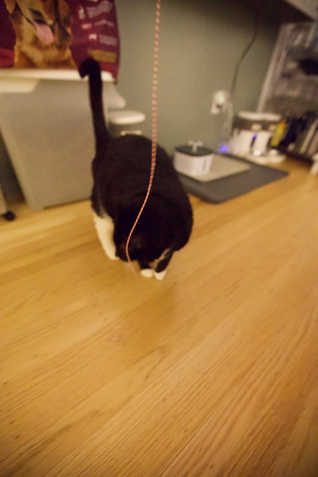 Black and White Cat Playing with String Toy