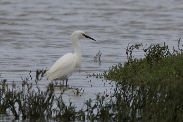 Elegant Presence by the Water's Edge