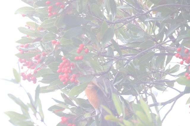Brown Honeyeater Feeding Among Red Berries